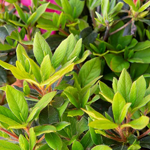 Autumn Sangria Azalea Pink Flowering Shrub Outdoor Plant O409