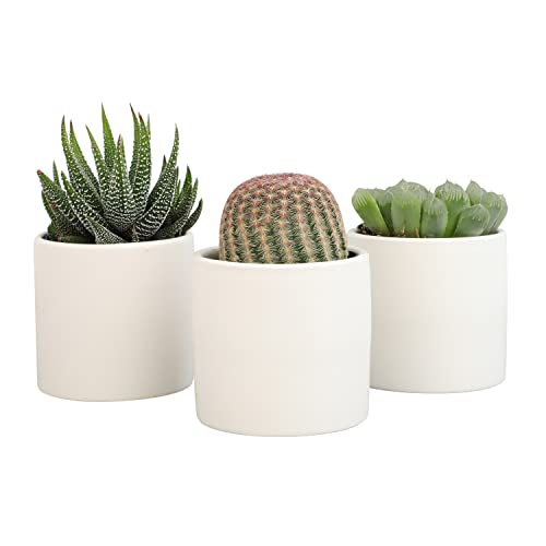 Succulent Plants in Pot Set (3 Pack), Indoor Live Houseplants I7526