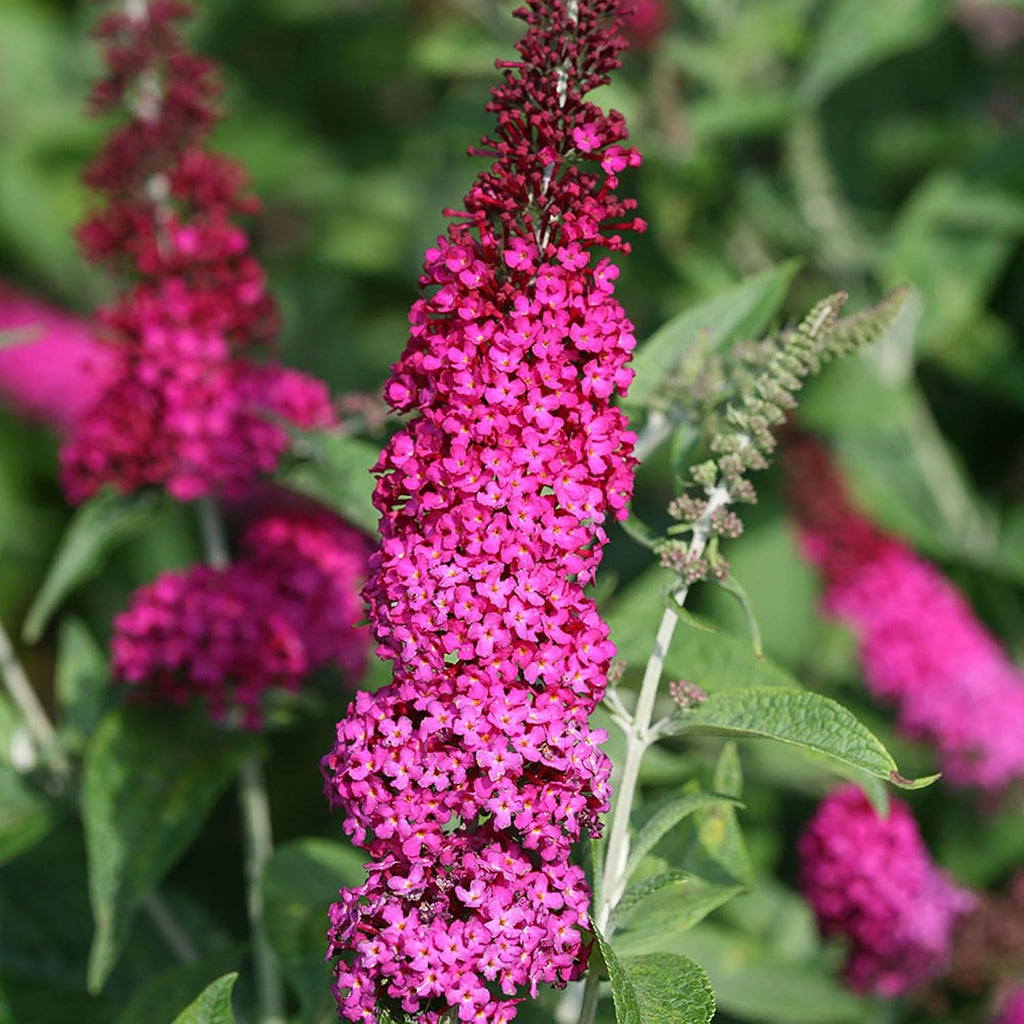 Pink and Red Buddleia 2 Gal X72319