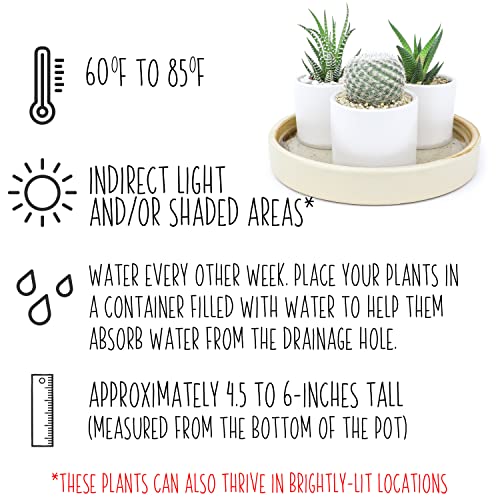 Succulent Plants in Pot Set (3 Pack), Indoor Live Houseplants I7526
