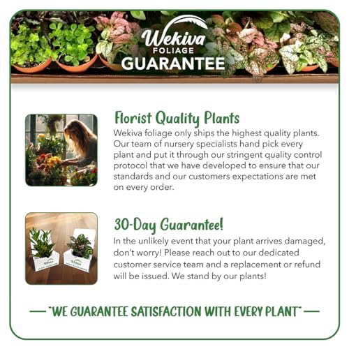 Cherry Parfait Rose Bush - Live Starter Plant in 2 Inch Pot I44725