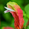 2 Shrimp Live Plants, Yellow Shrimp Plant Live, Justica Brandegeana Plant from 5 Inches Tall Seedling, Ready to Plant, 2 Plants, Live Shrimp Plants