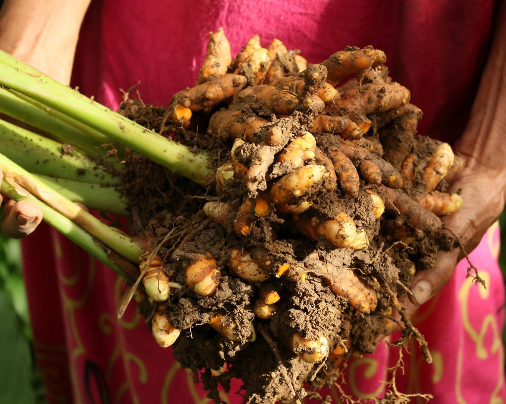 Fresh Turmeric Roots for Planting, 1 lb Raw Rhizomes Q92789