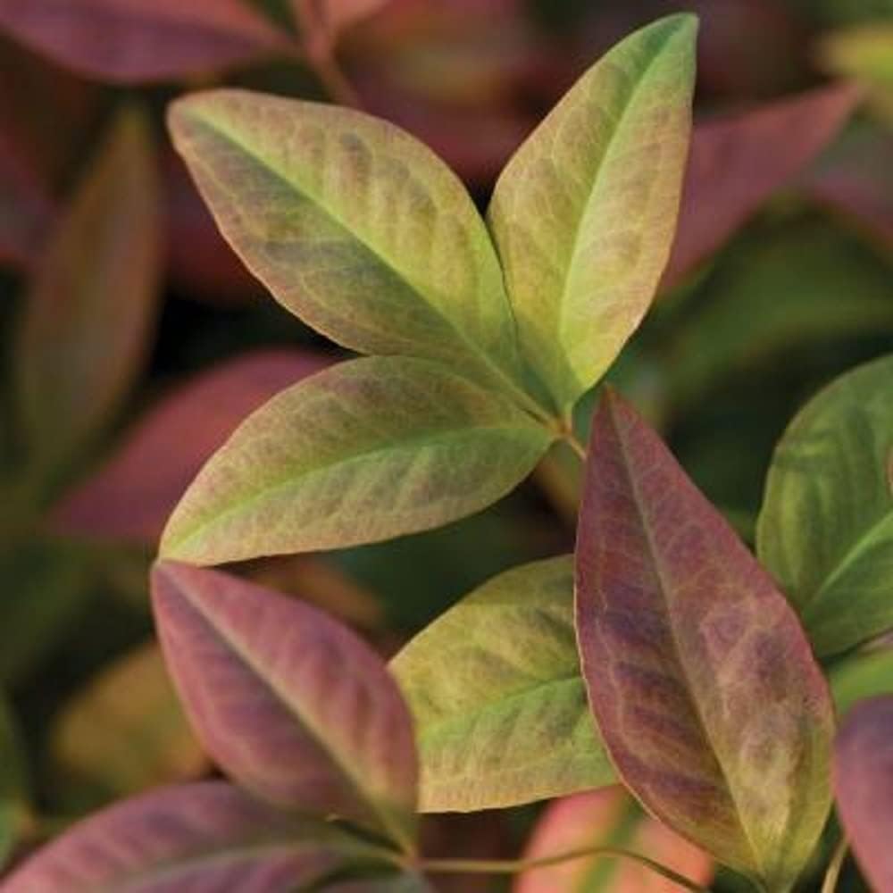 Blush Pink Nandina Evergreen Shrub, Full Sun Live Plant U676465