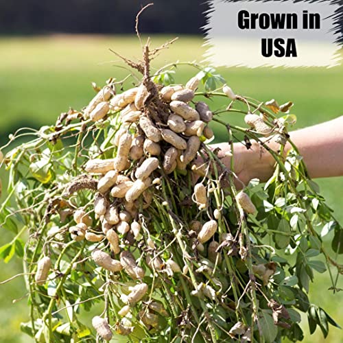 Wildlife Shelled Peanuts, 10 lbs for Birds and Squirrels C82678