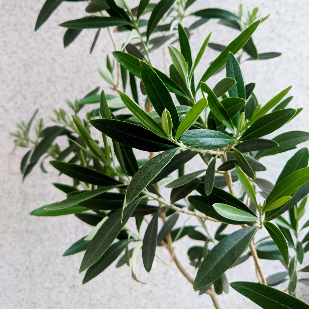 Live Olive Tree in Grower Container I951