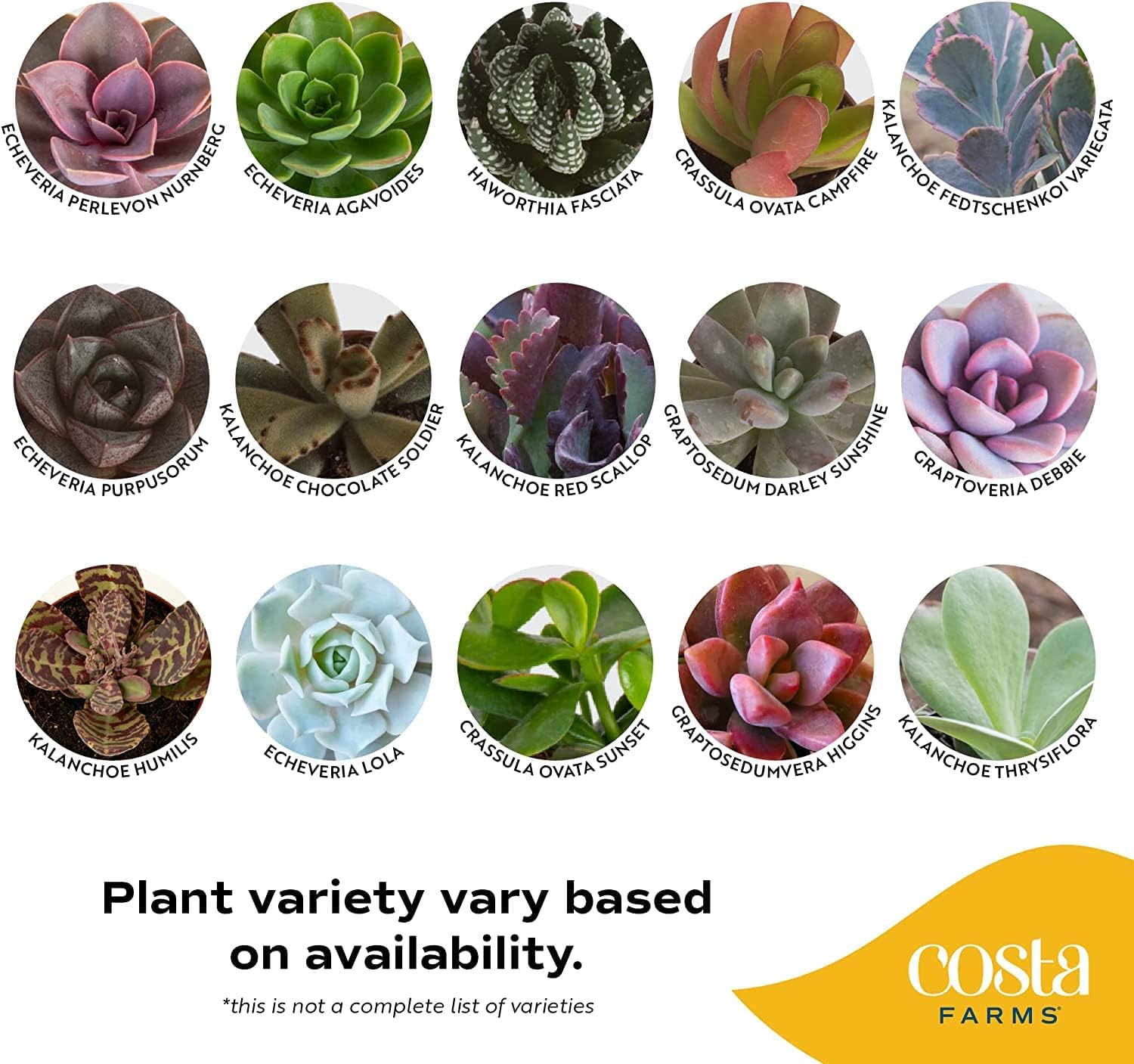 Succulent Plants (18-Pack) with Nursery Pots and Soil Mix Z4264