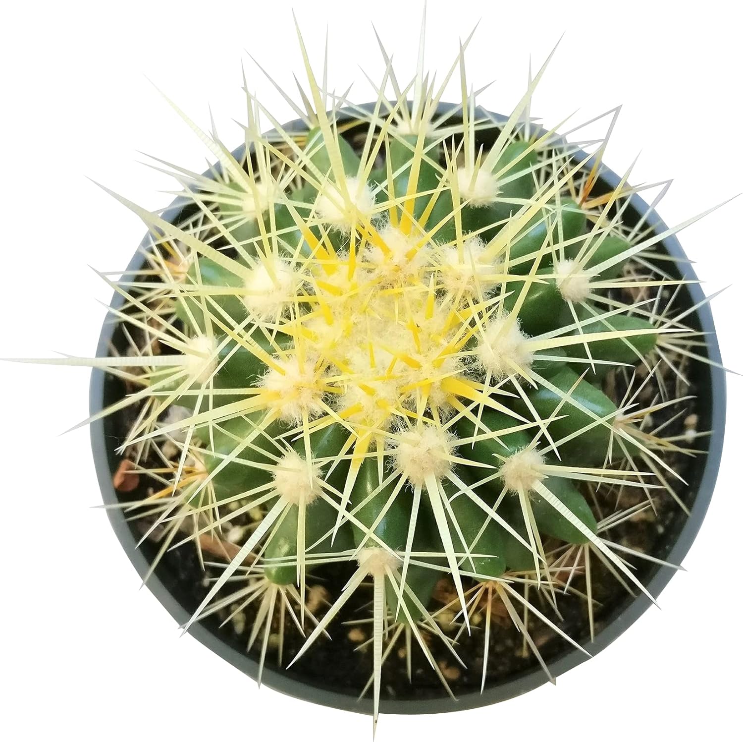 Cactus Succulent Plant (2 inch) Live Fully Rooted for Home Office Decoration V5706