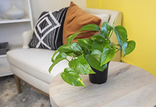 Live Pothos Plants (4PK) Indoor Houseplants, Devils Ivy Trailing Plants V25392