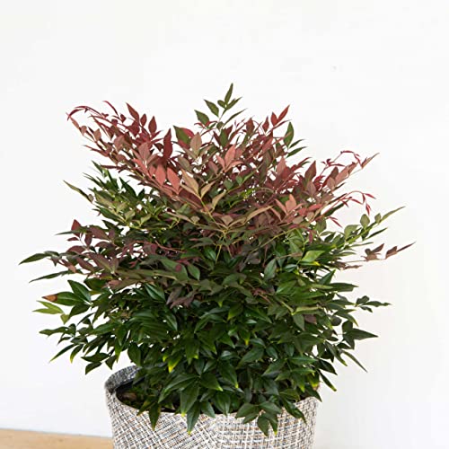 Nandina Shrub 1.5 Gallon Multicolor Evergreen Live Outdoor Plant O76750