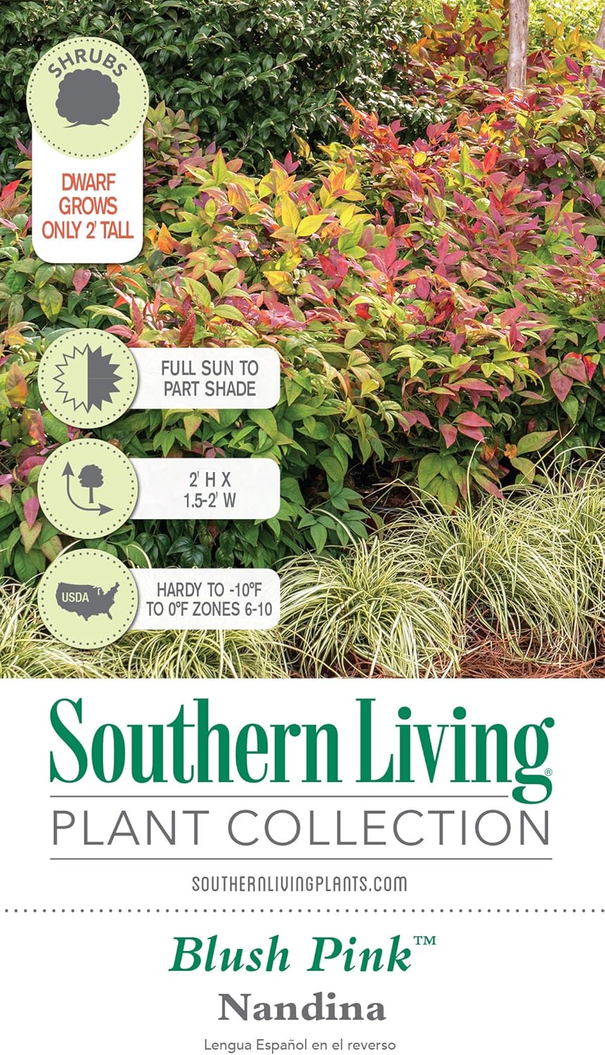 Blush Pink Nandina Evergreen Shrub, Full Sun Live Plant U676465