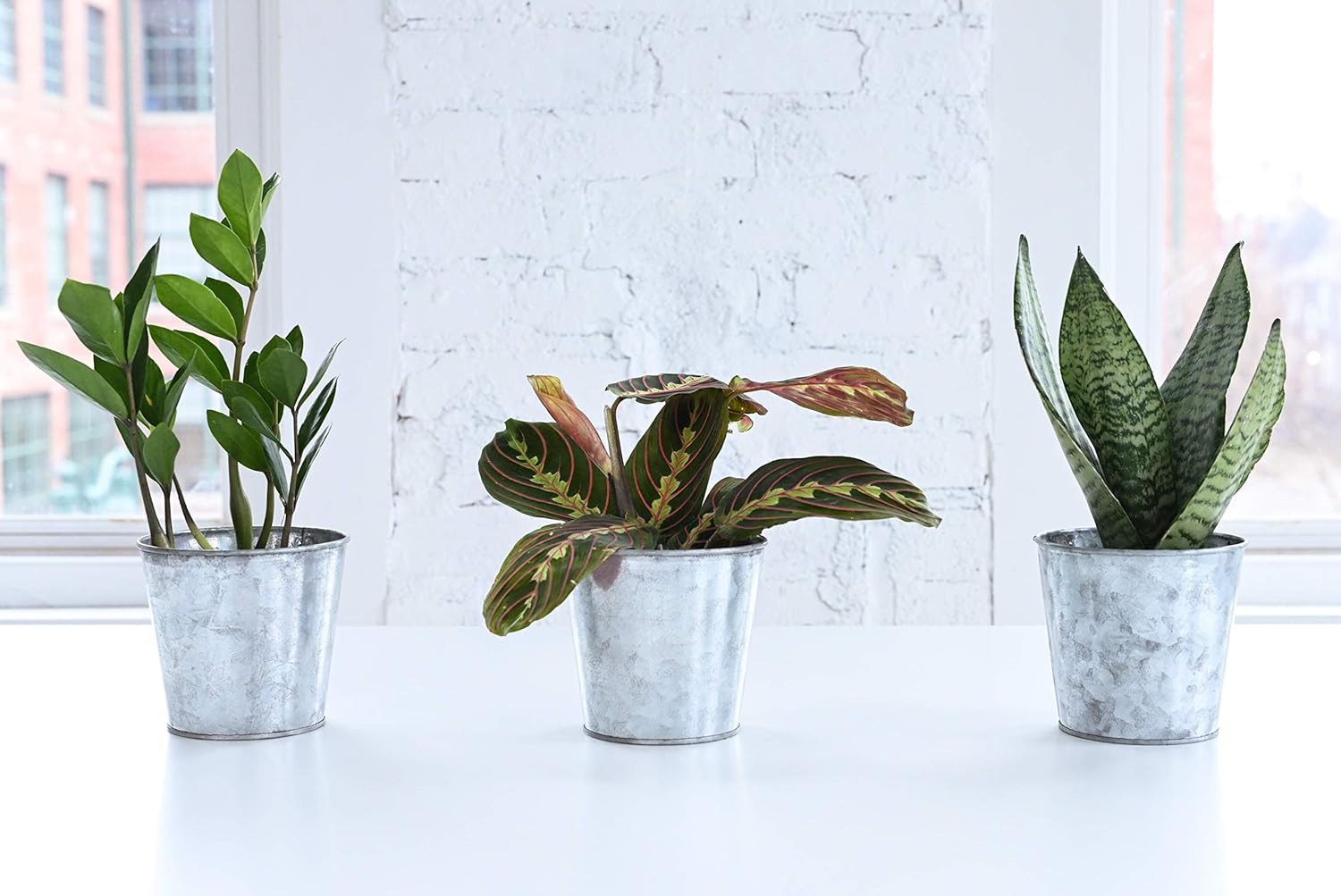 Red Maranta Live Indoor Plant in 4" Nursery Pot T2184