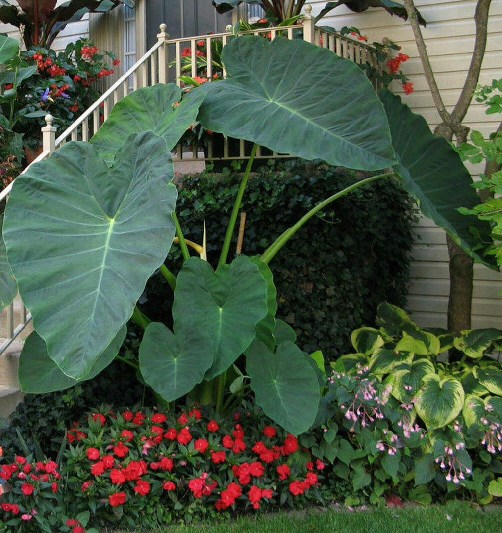 Colocasia gigantea Thailand Giant Elephant Ear Live Bulbs K888464