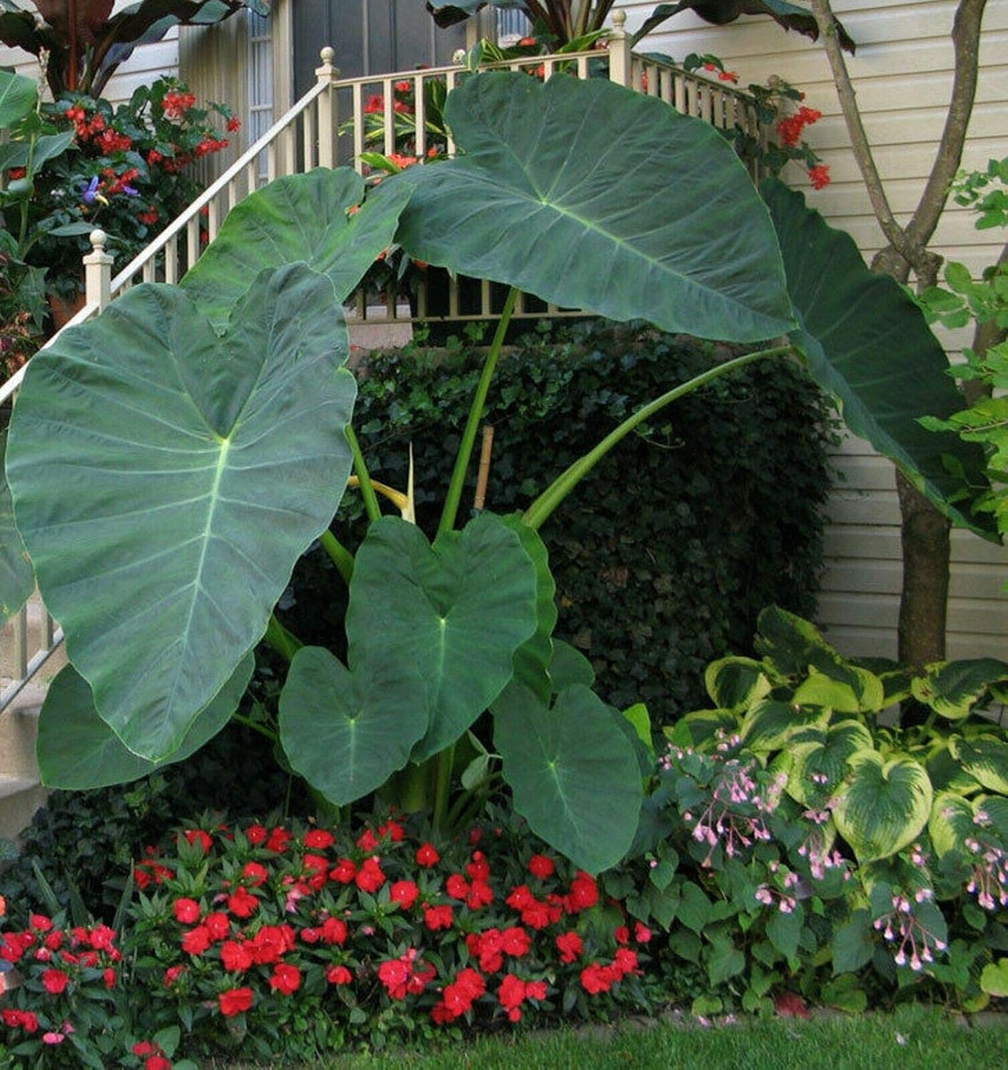 Colocasia gigantea Thailand Giant Elephant Ear Live Bulbs K888464