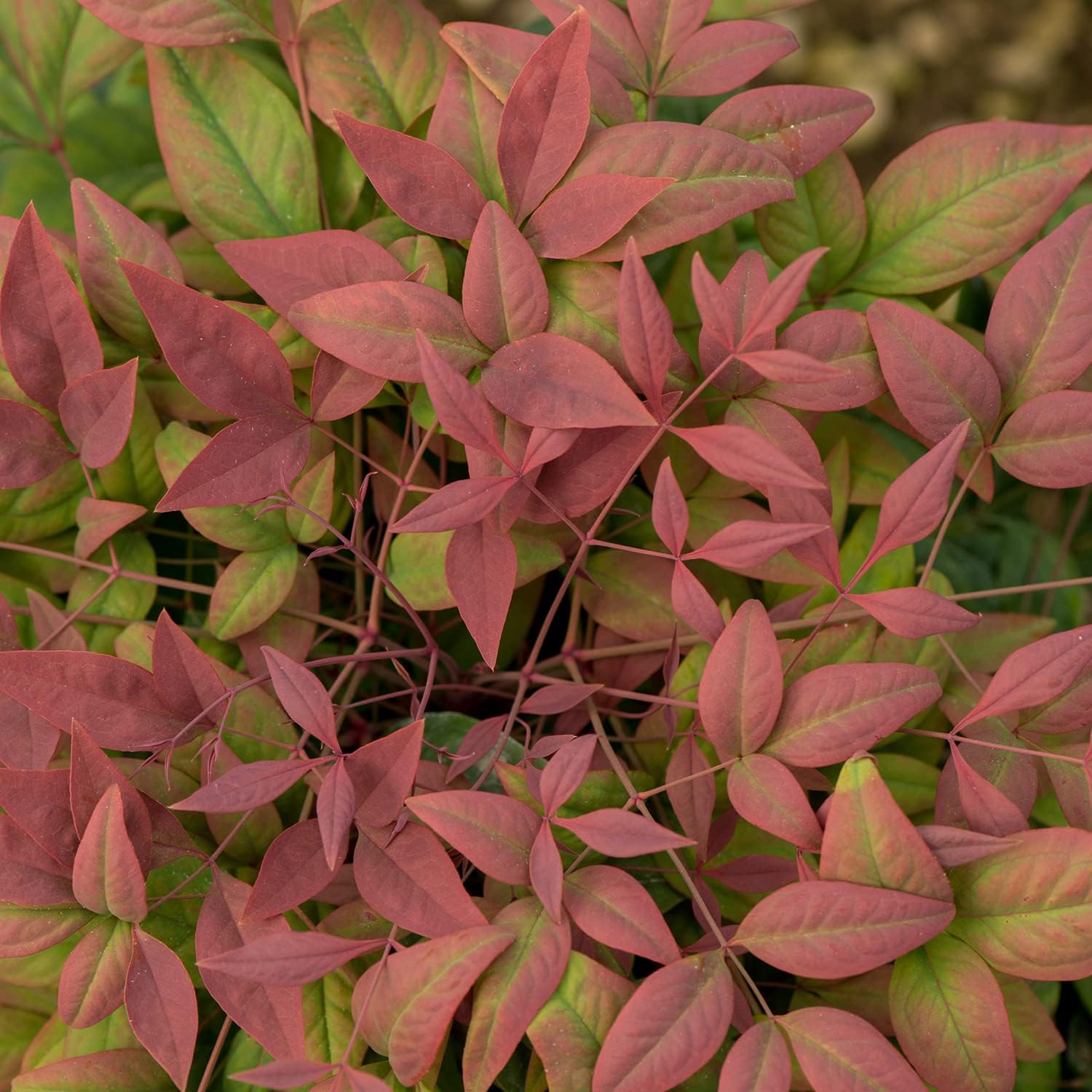Blush Pink Nandina Evergreen Shrub, Full Sun Live Plant U676465