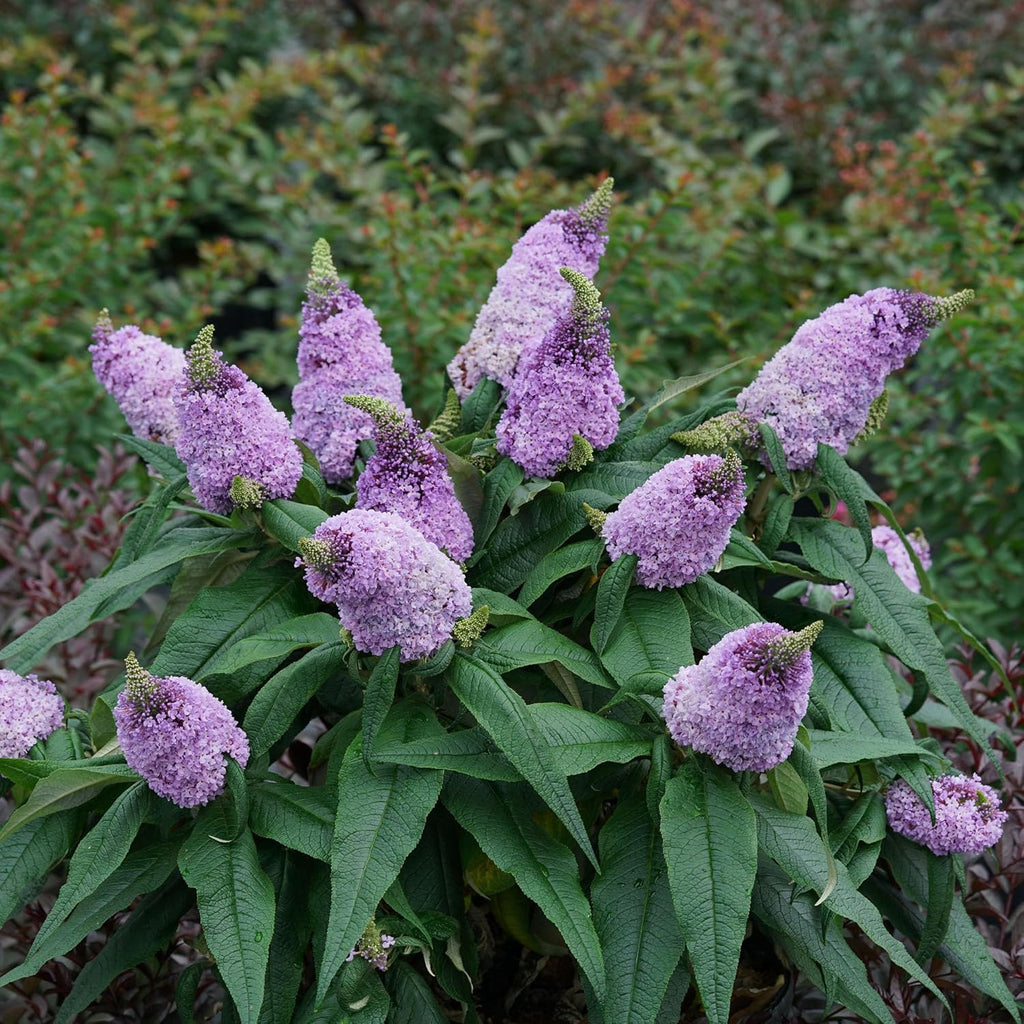 Purple Buddleia, 2 Gallon U46537