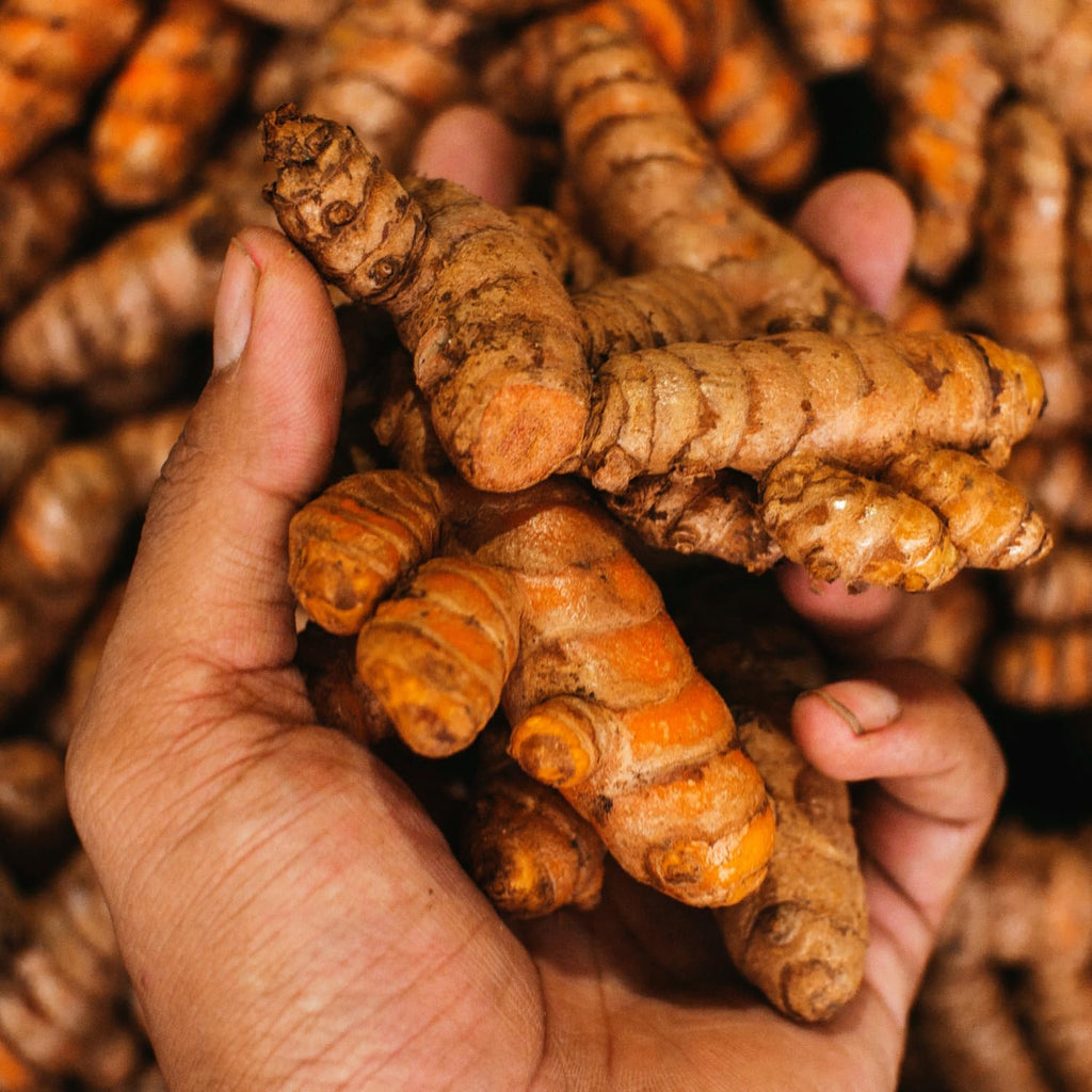 Fresh Turmeric Roots for Planting, Raw Yellow Turmeric Rhizomes J490