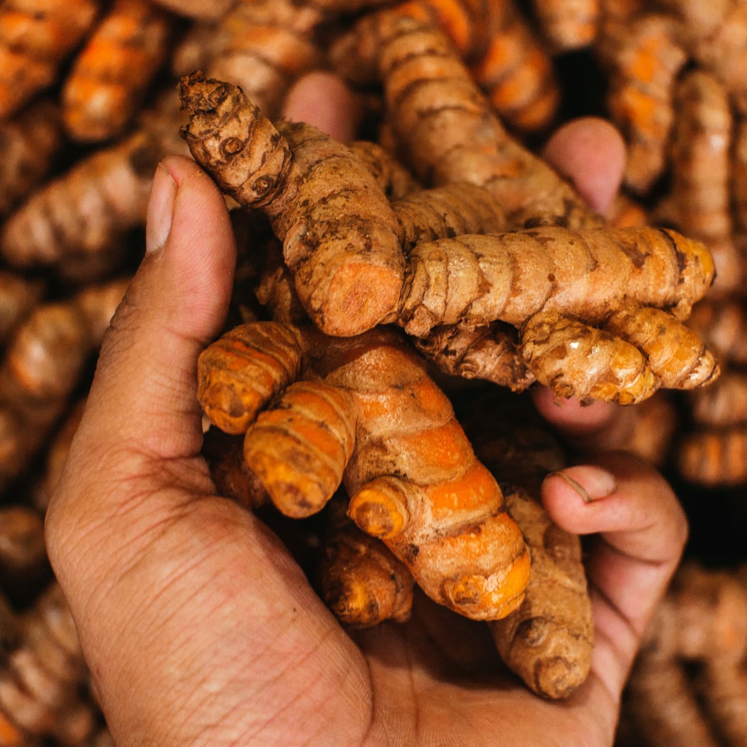Fresh Turmeric Roots for Planting, Raw Yellow Turmeric Rhizomes J490