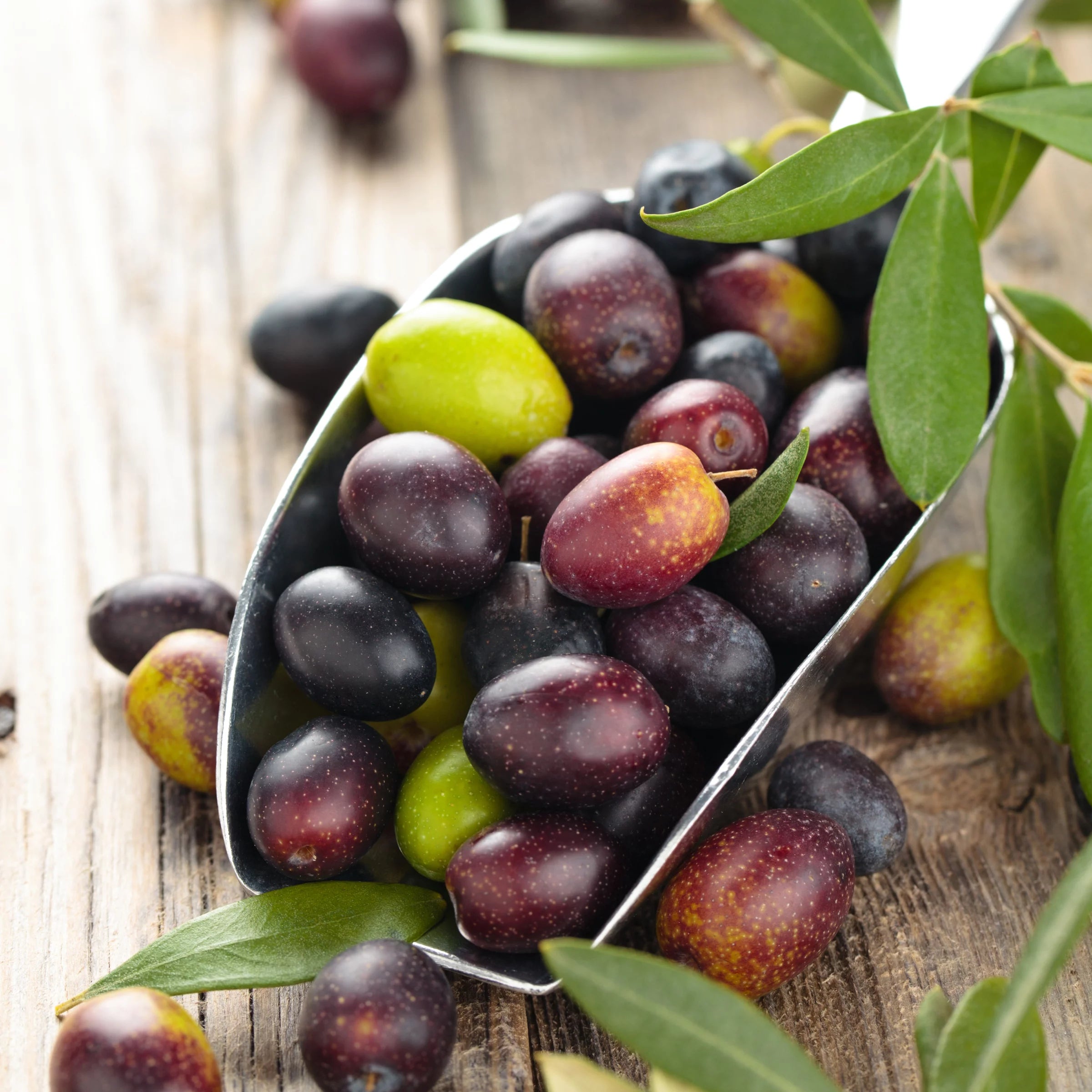 Live Olive Tree in Grower Container I951
