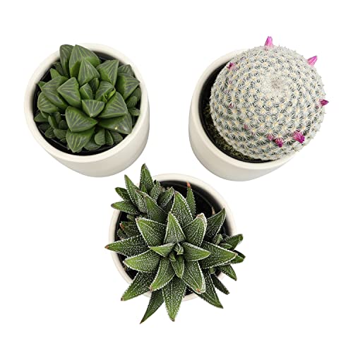 Succulent Plants in Pot Set (3 Pack), Indoor Live Houseplants I7526