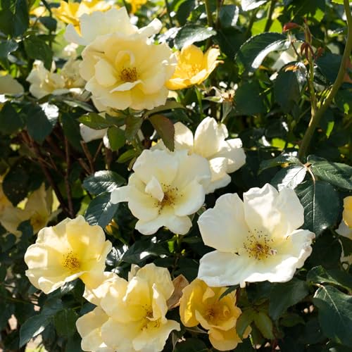 1 Gallon Rose Plant with Bright Yellow Flowers L495192