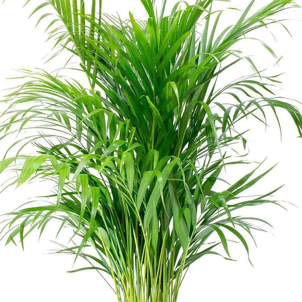 Areca Palm Live Plant, 6" Pot Z3952