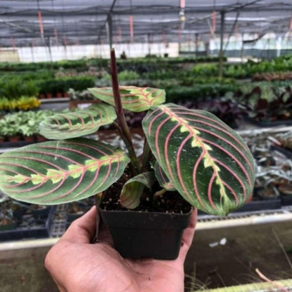 Red Prayer Live Plant in 3" Pot for Indoor Decor W627