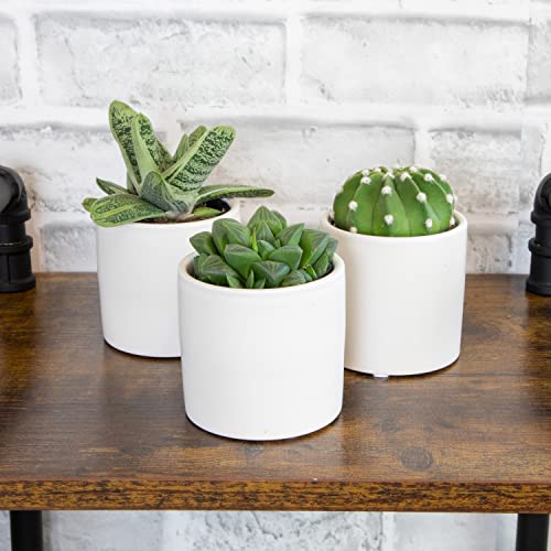 Succulent Plants in Pot Set (3 Pack), Indoor Live Houseplants I7526