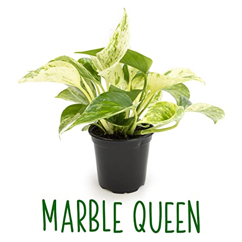 Live Pothos Plants (4PK) Indoor Houseplants, Devils Ivy Trailing Plants V25392