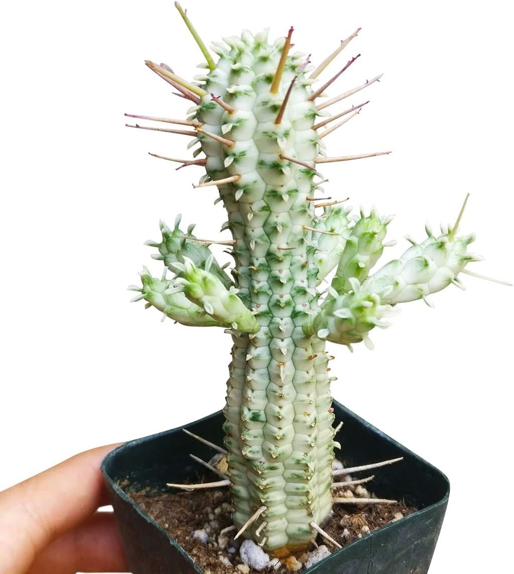 Unique Collection of Live Cactus Plants with Clay Pot K23009