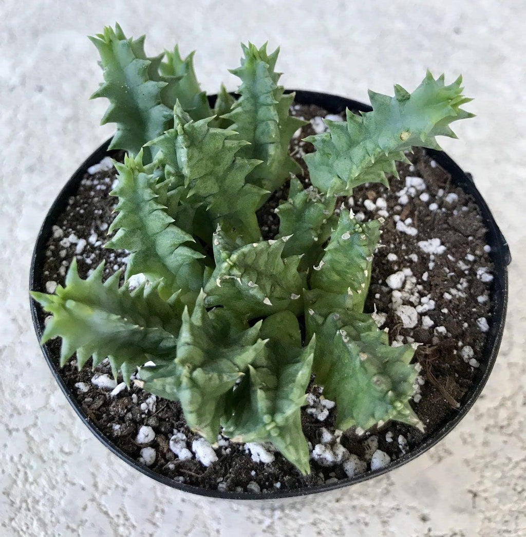 Cactus Succulent Live Plant in 4 Inch Pot W7922