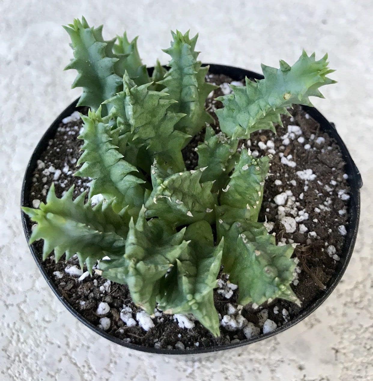 Cactus Succulent Live Plant in 4 Inch Pot W7922