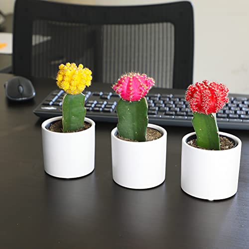 Grafted Cactus Plants in White Pots, 3 Pack M834