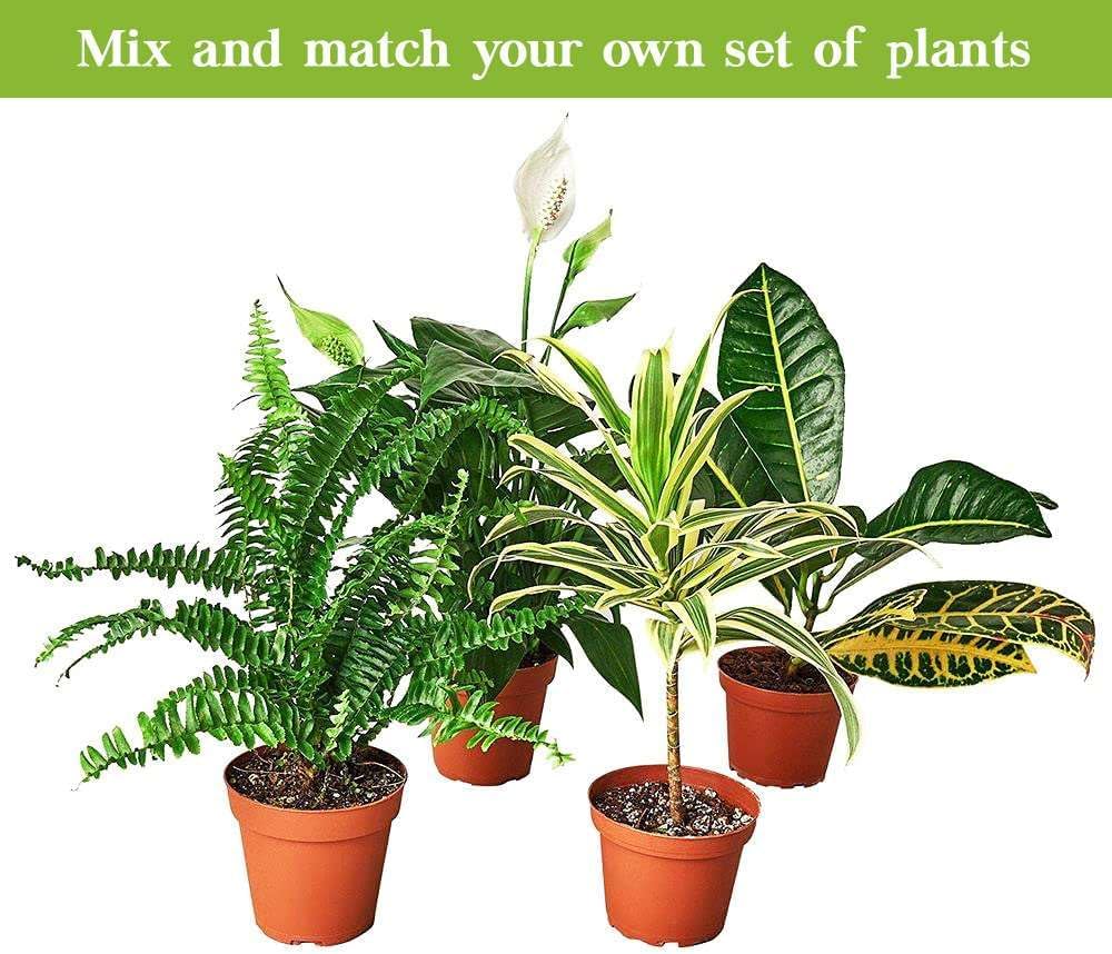 Red Prayer Live Plant in 3" Pot for Indoor Decor W627