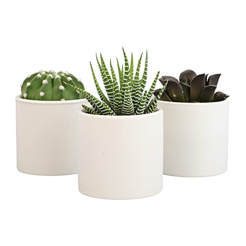 Succulent Plants in Pot Set (3 Pack), Indoor Live Houseplants I7526