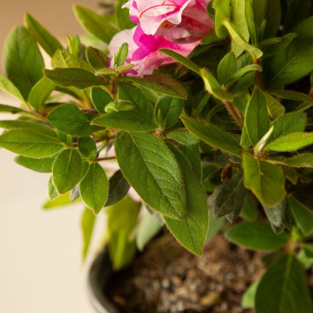 Autumn Twist Azalea Pink Flowering Shrub Outdoor Plant V1922