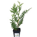 Thuja Evergreen Shrub, Green Giant Arborvitae, Quart Pot