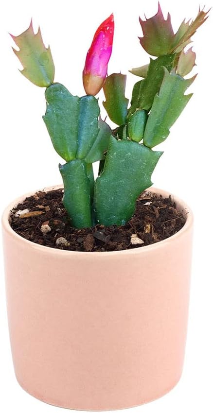 Live Cactus Plants Collection, Christmas Cactus Thanksgiving Cactus (2 inch), Hand Selected for Home Decoration N825