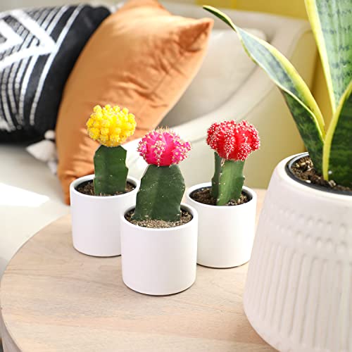 Grafted Cactus Plants in White Pots, 3 Pack M834