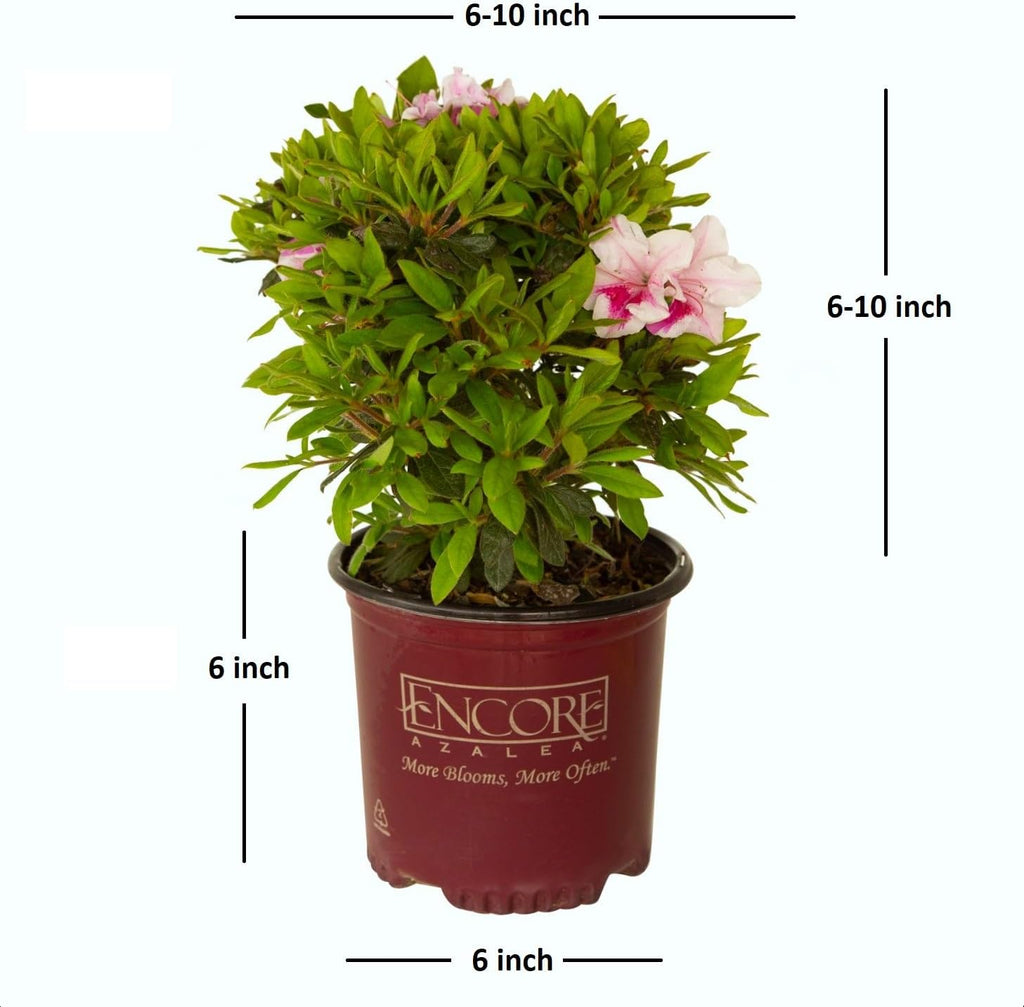 Autumn Twist Azalea Pink Flowering Shrub Outdoor Plant V1922