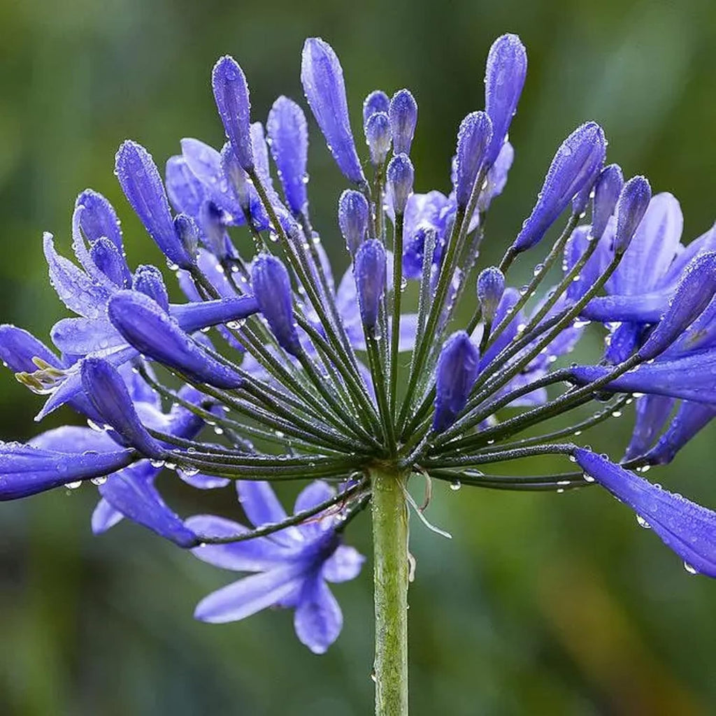 African Lily 20 Seeds Blue Flower X955798