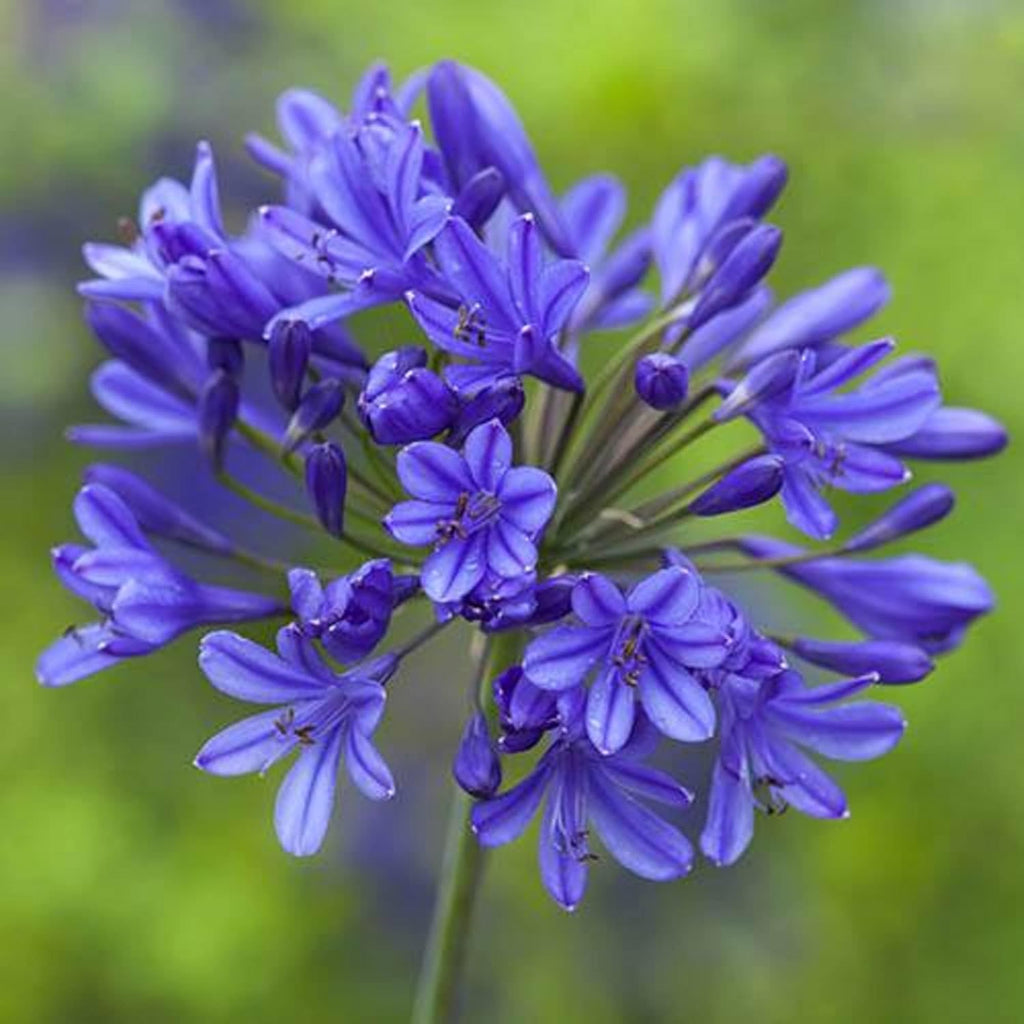 African Lily 20 Seeds Blue Flower X955798