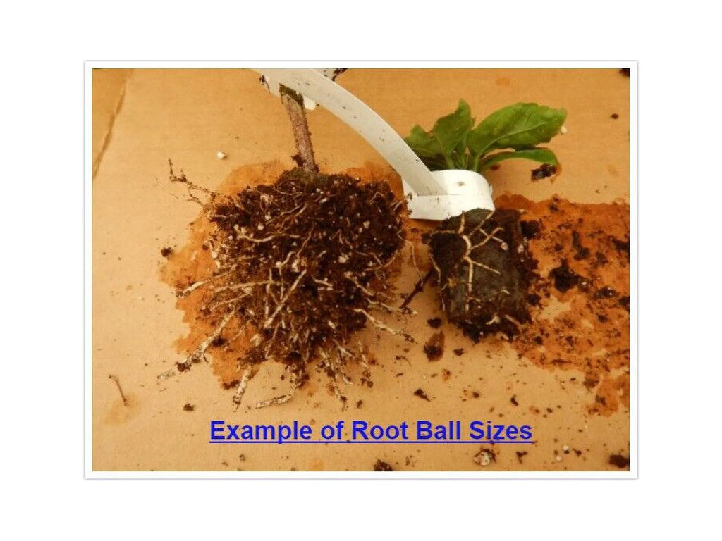 Rooted Tropical Hibiscus Plant Bare Root W1372