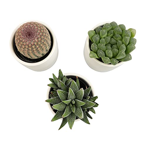 Succulent Plants in Pot Set (3 Pack), Indoor Live Houseplants I7526