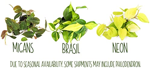Live Pothos Plants (4PK) Indoor Houseplants, Devils Ivy Trailing Plants V25392