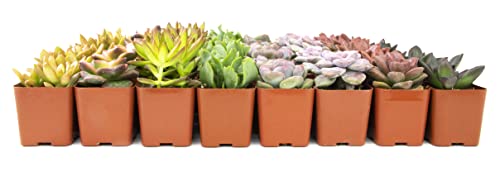 Live Succulent Plants (20 Pack) Assorted Potted Houseplants N1825