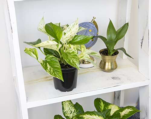Live Pothos Plants (4PK) Indoor Houseplants, Devils Ivy Trailing Plants V25392