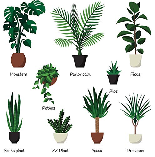 Indoor Plant Food Liquid Fertilizer for Potted Houseplants T478040