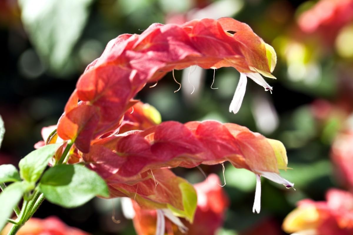 Red Shrimp Plants Live, 5-7 Inches, Indoor Outdoor Gardening D7437