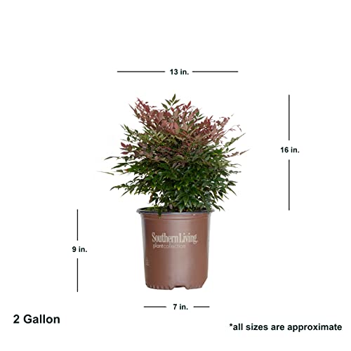Nandina Shrub 1.5 Gallon Multicolor Evergreen Live Outdoor Plant O76750